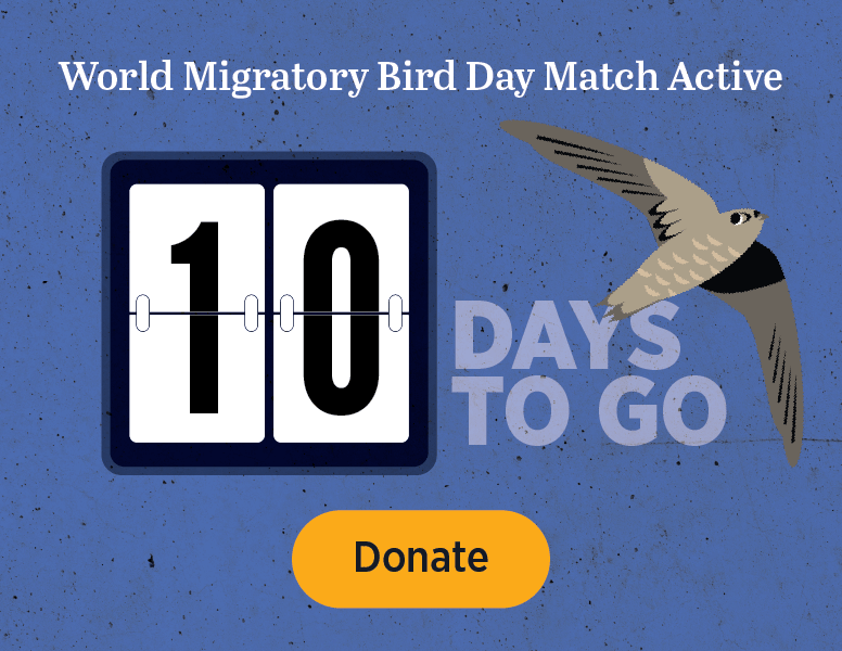 World Migratory Bird Day Match Active. 0 Day to Go. [Donate]