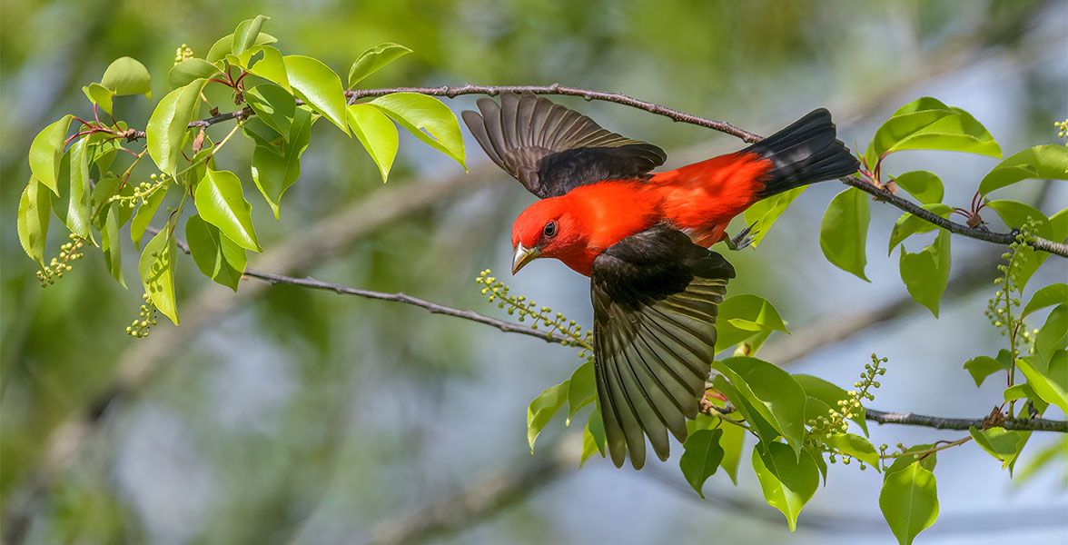 A Scarlet Tanager flies past tree branches with bright green leaves.