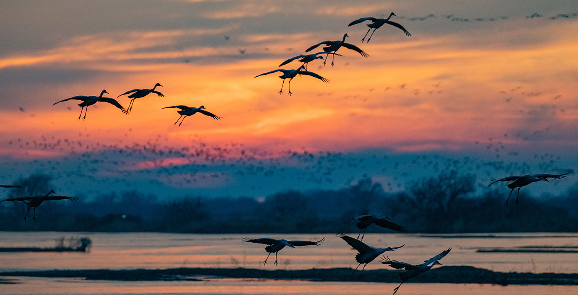 Sandhill Cranes fly over the Platte River at sunset.