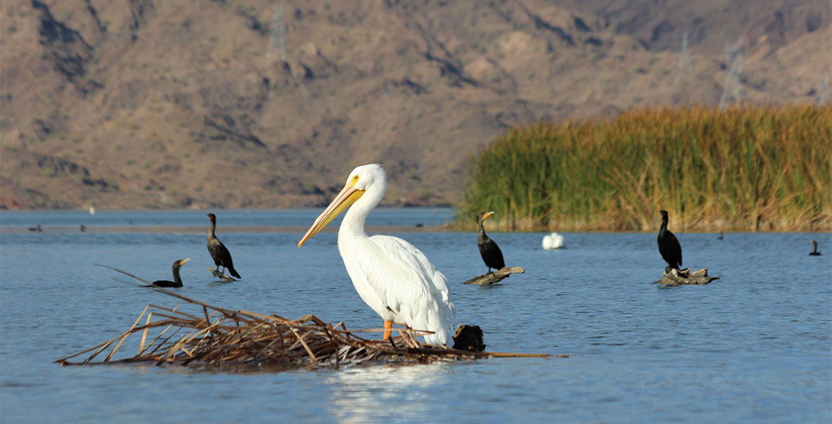 American White Pelican and Double-crested Cormorants perch on twigs in the middle of a river.