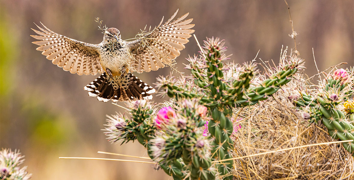 A Cactus Wren launches off from a Cholla.