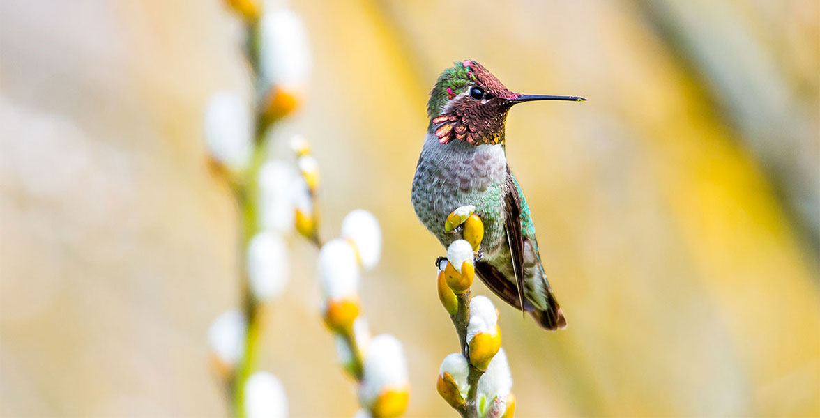 An Anna's Hummingbird perches on top of a flowering plant.