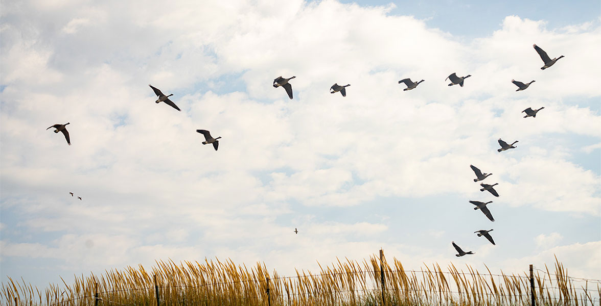 A flock Canada Geese fly in a V formation.