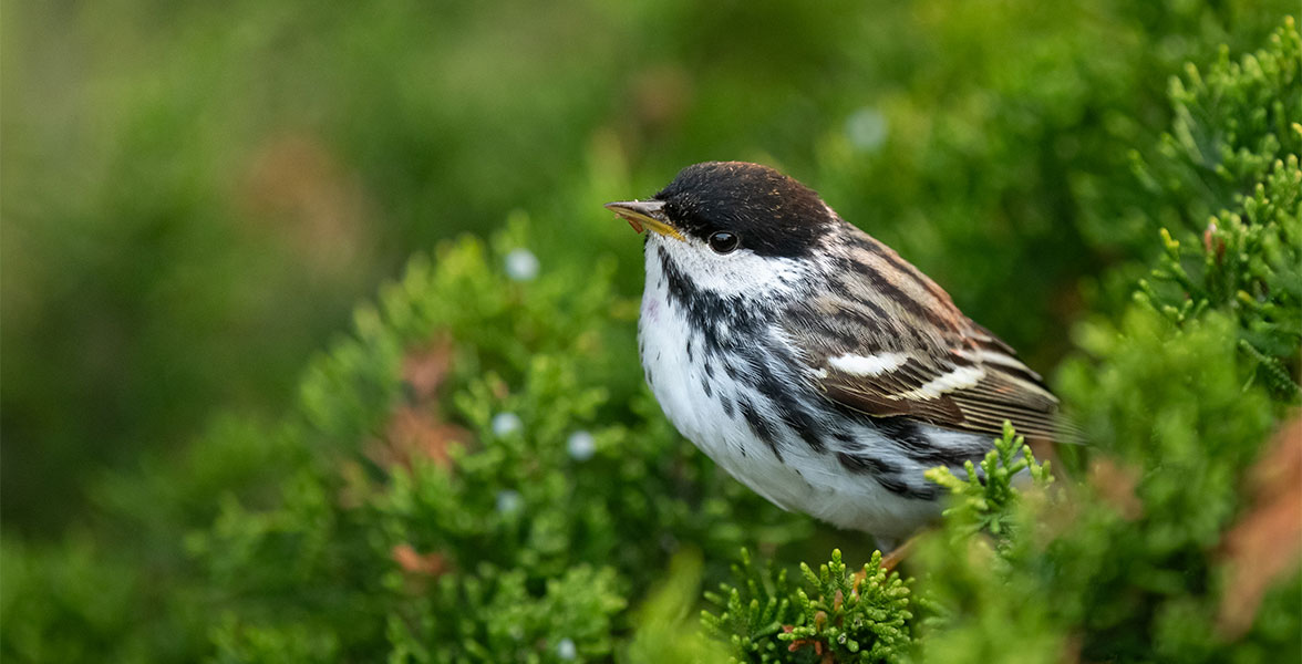 A Blackpoll Warbler sits on lush green vegetation.