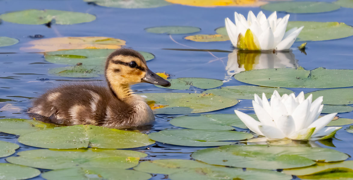 A Mallard duckling swims by lily pads and flowers.