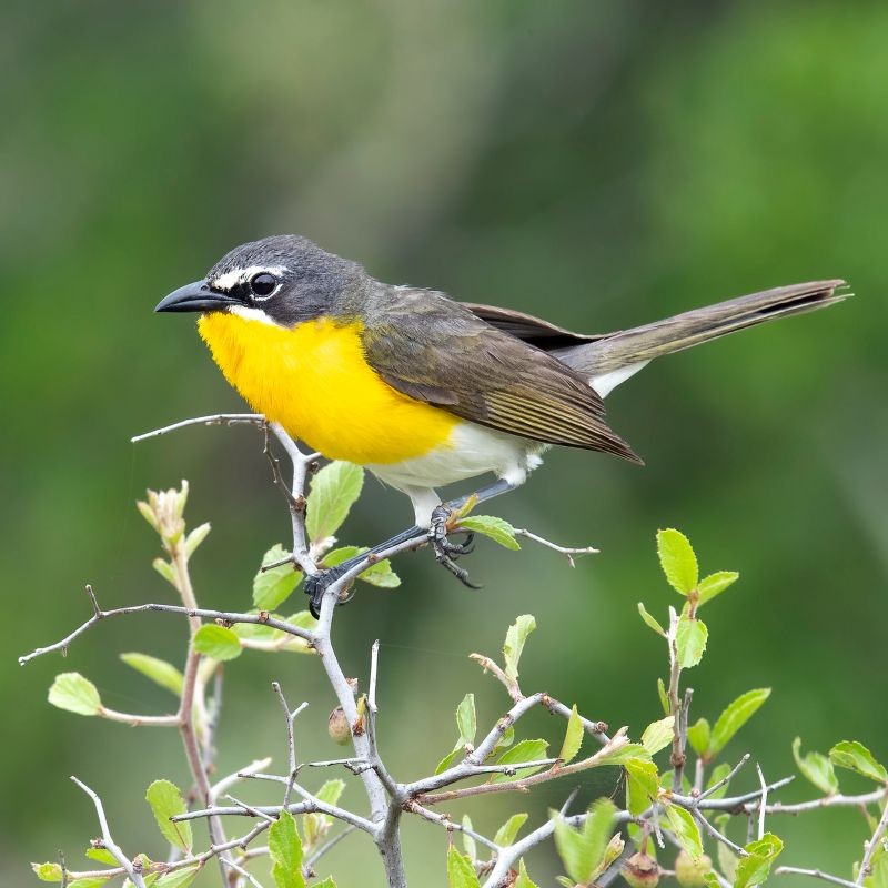 A Yellow-breasted Chat perches on a branch.
