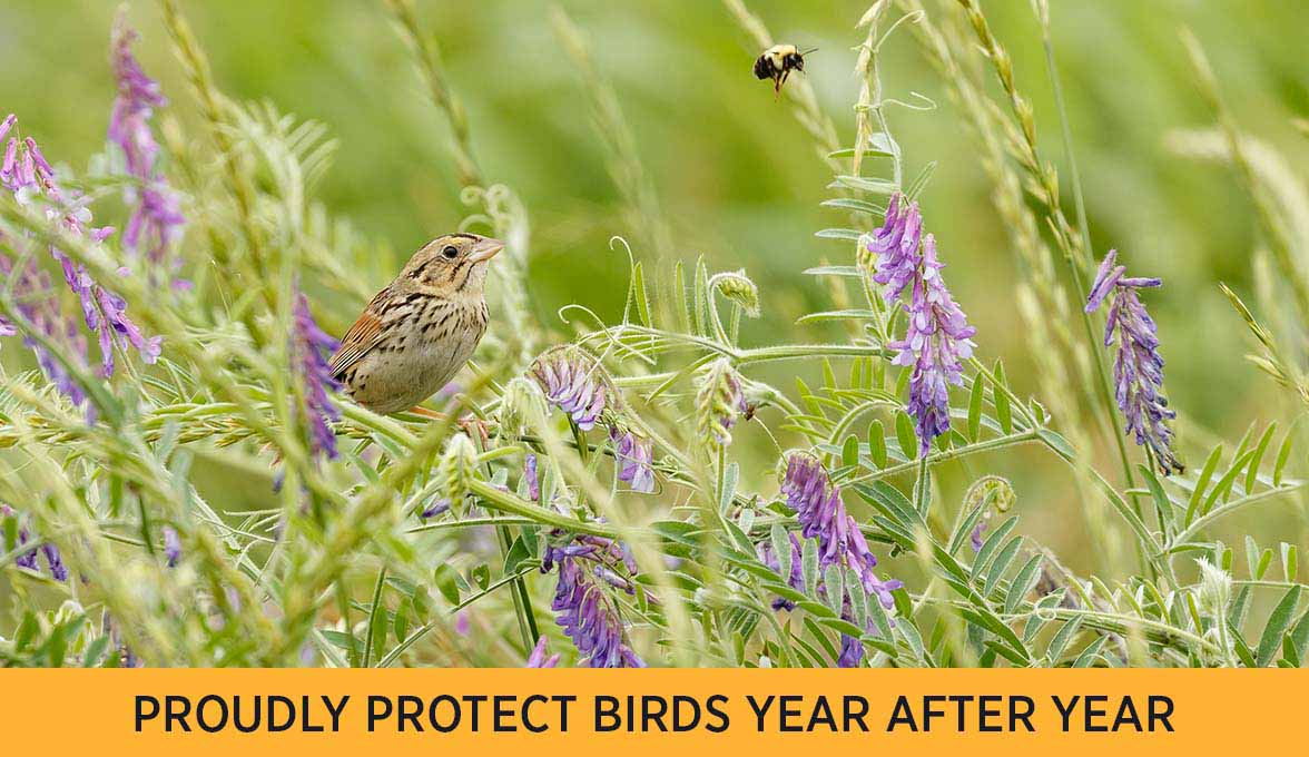Henslow's Sparrow.