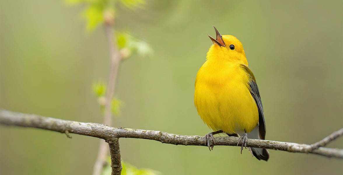 A Prothonotary Warbler sings while perched on a tree branch.