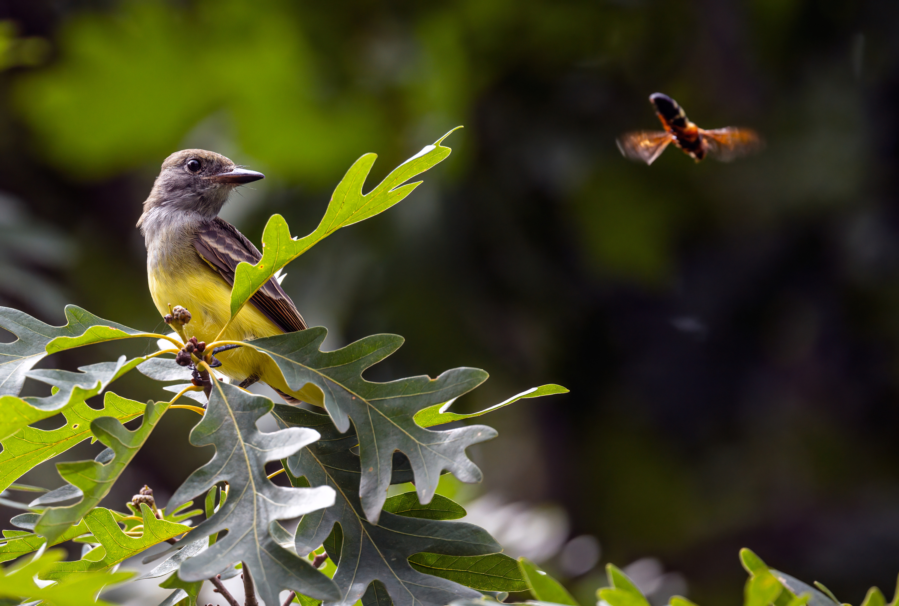 Great Crested Flycatcher standing on an oak tree, looking at a flying insect