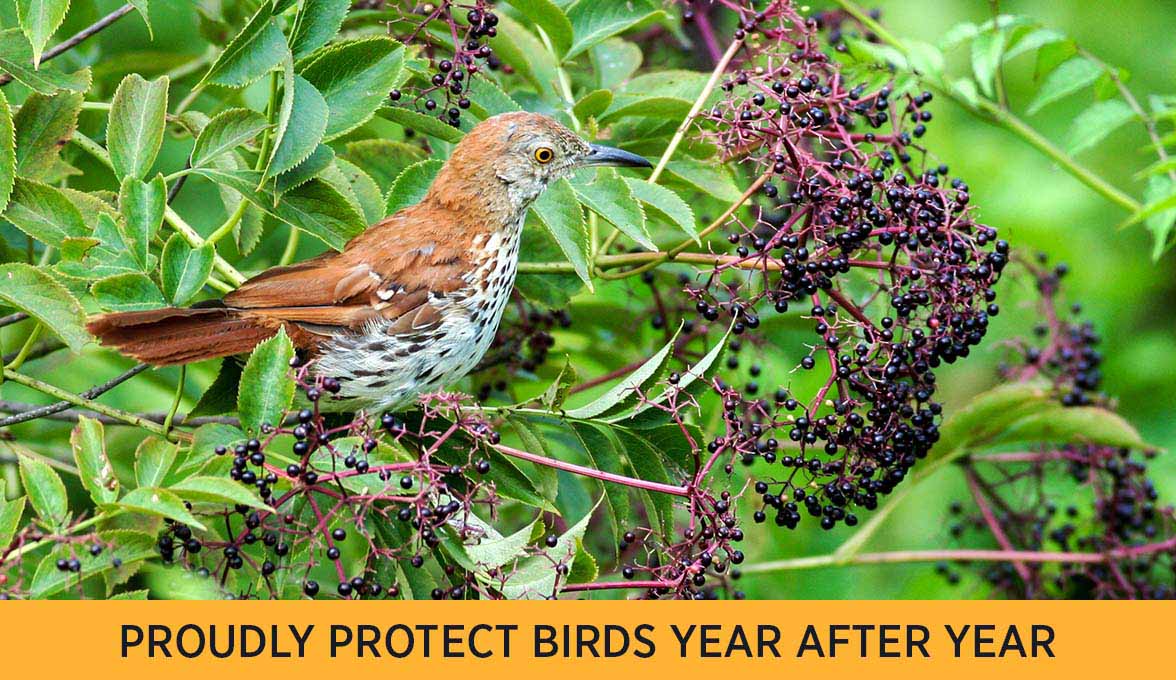 Brown Thrasher.
