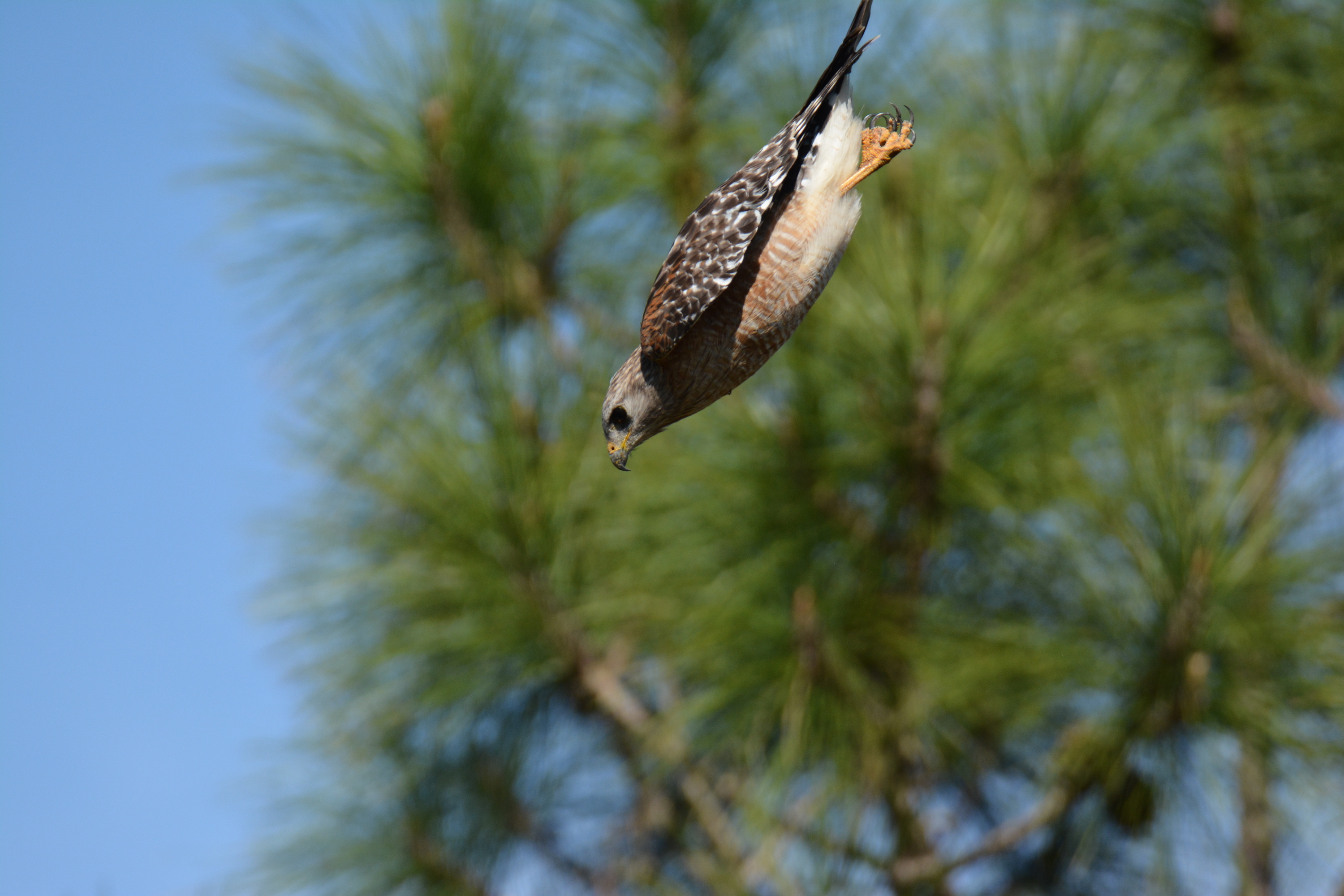 red-shouldered hawk in flight