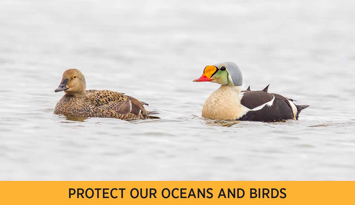 King Eider