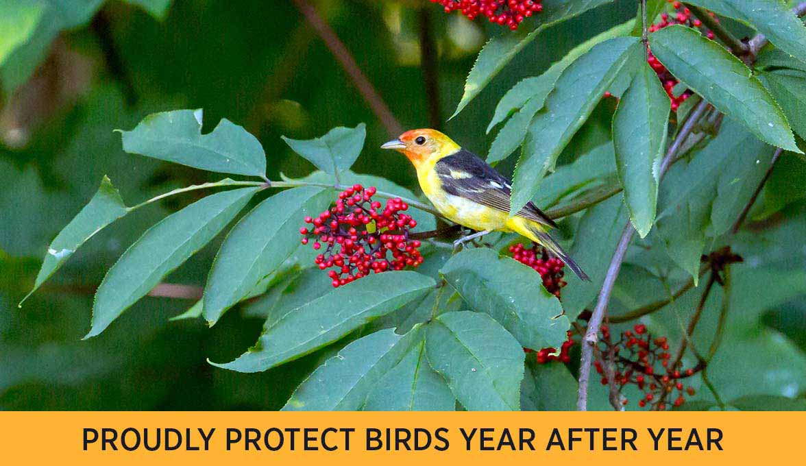 Western Tanager.