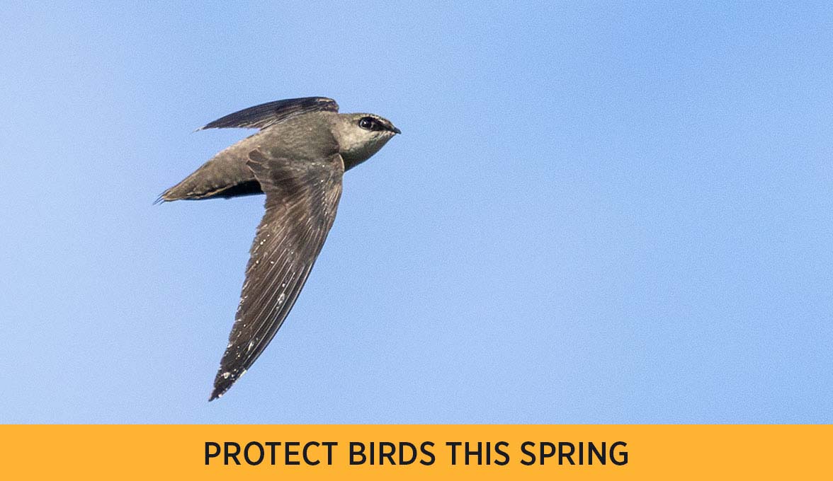 Chimney Swift