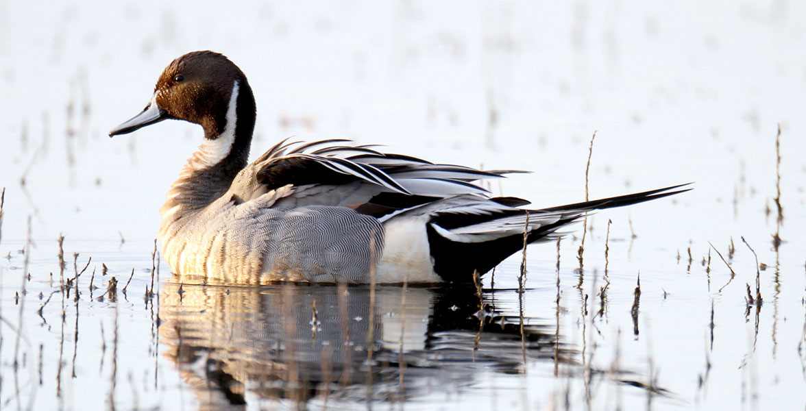 Photo of a Northern Pintail.