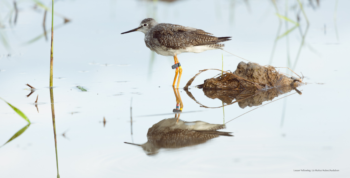 A Lesser Yellowlegs stands in shallow water.