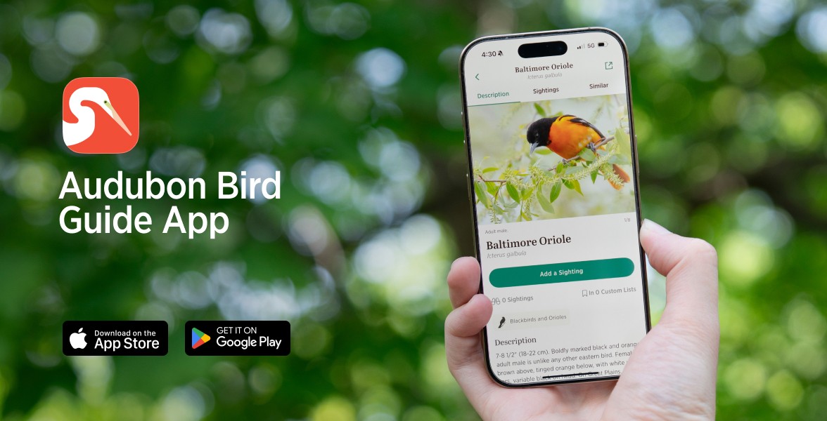Someone holds a phone with the Audubon Bird Guide App pulled up to the Baltimore Oriole Field Guide page.