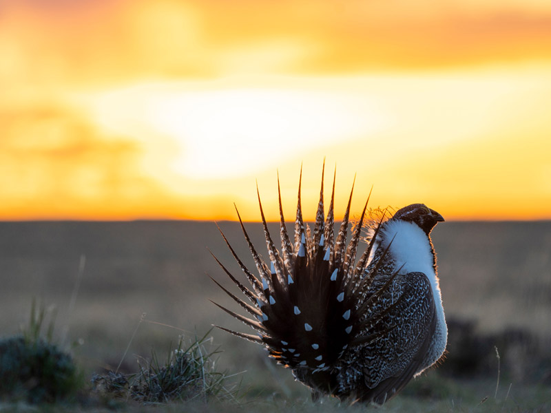 Photo of a male Greater Sage-Grouse.