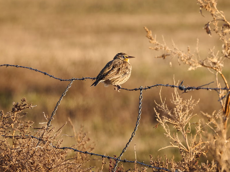 Photo of a Western Meadowlark on a wire fence.