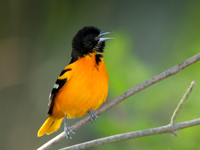 Photo of a Baltimore Oriole.