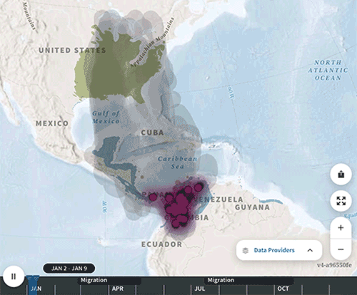 The Prothonotary Warbler's Bird Migration Explorer migration map.