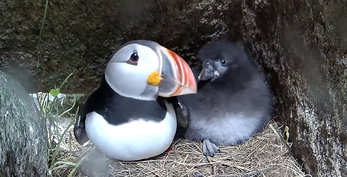 An Atlantic Puffin and their puffling staying cozy in a rocky burrow.