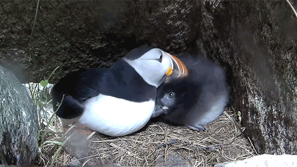 An Atlantic Puffin grooms their puffling as they nestle in their rocky burrow.