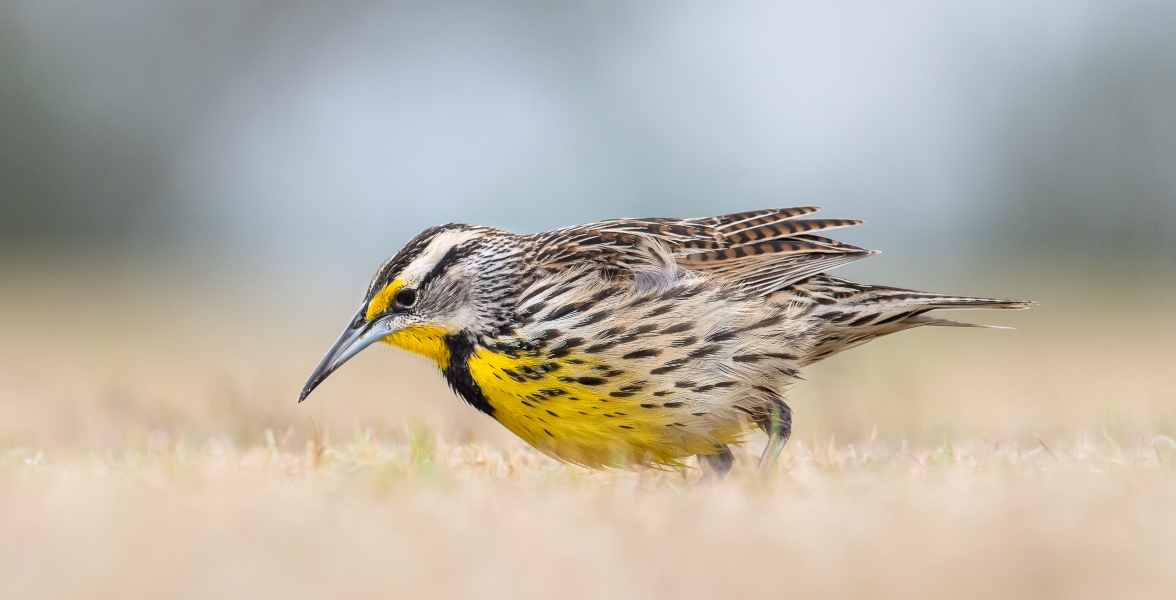 An Eastern Meadowlark stands on grass.