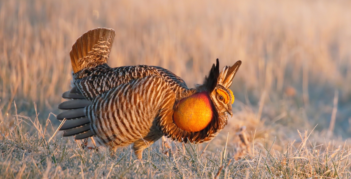 A Greater Prairie-Chicken grazes on grassland.