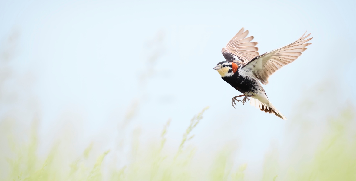 A Chestnut-collard Longspur flies through grassy fields.