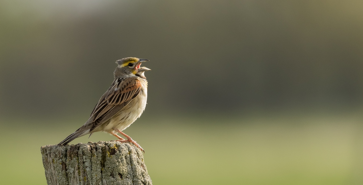 A singing Dickcissel perches on a stump.