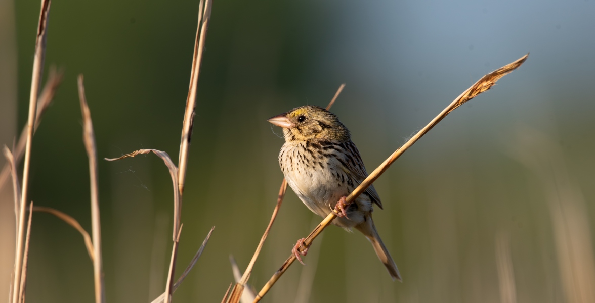 A Henslow's Sparrow perches on a plant stalk.