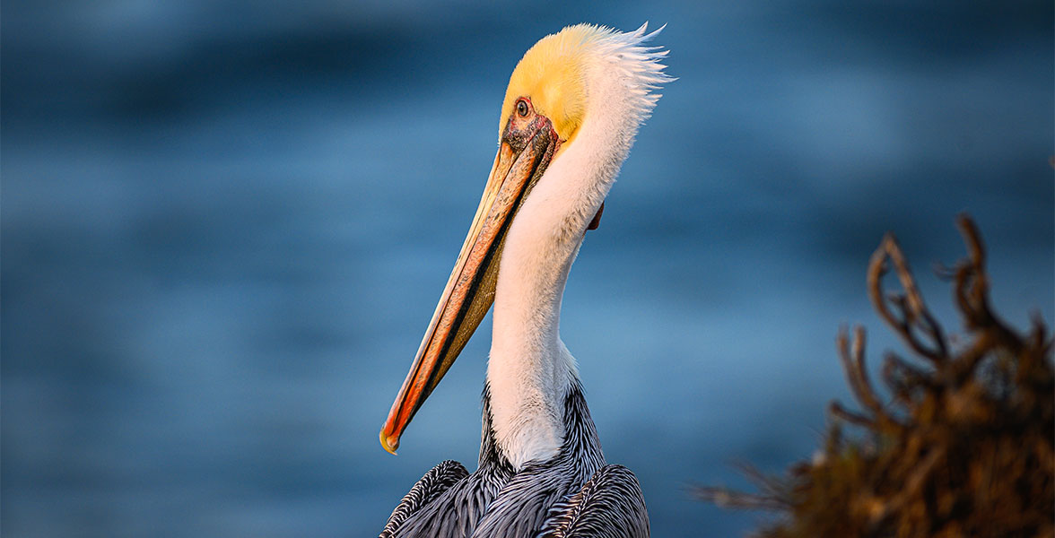 A Brown Pelican's side profile.