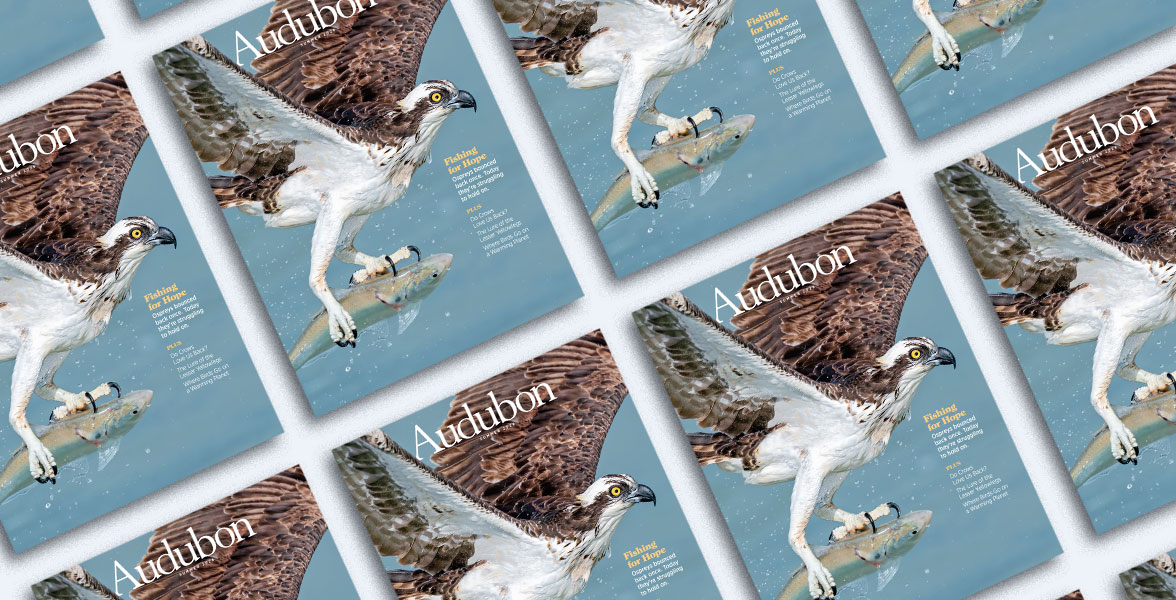 An array of Summer 2026 Audubon magazines featuring an Osprey soaring in the air while holding a fish.