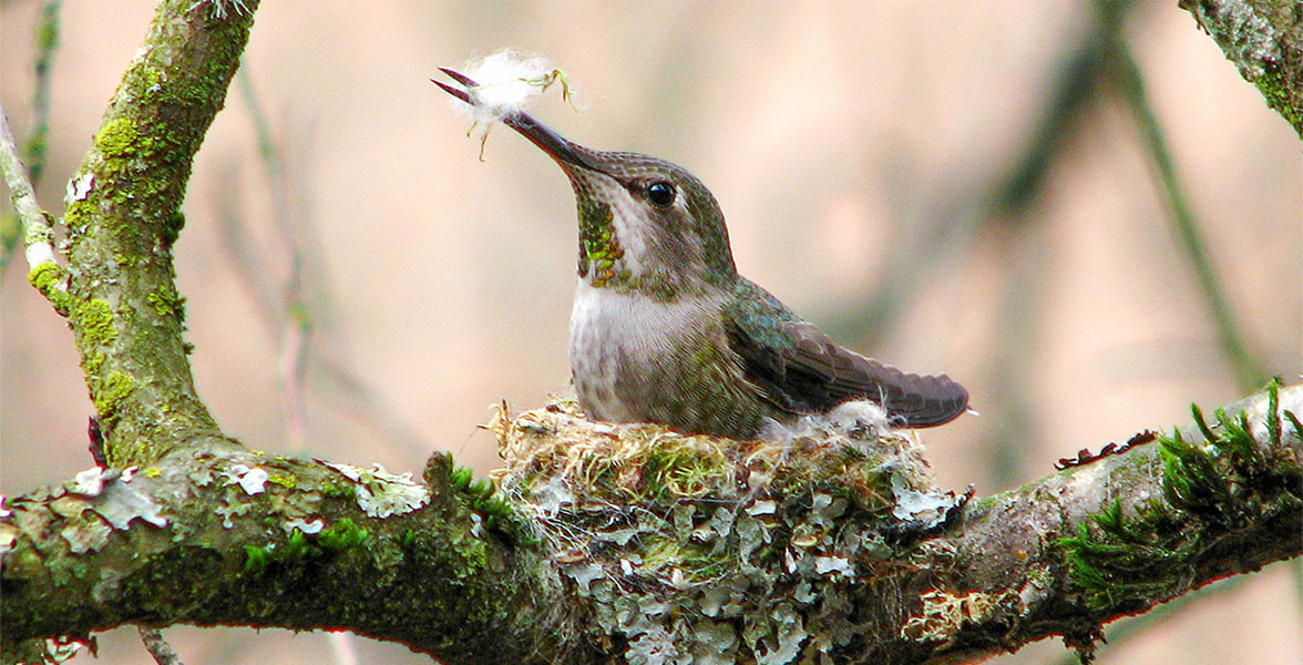 An Anna’s Hummingbird sits in their nest with a piece of fluff in their beak.
