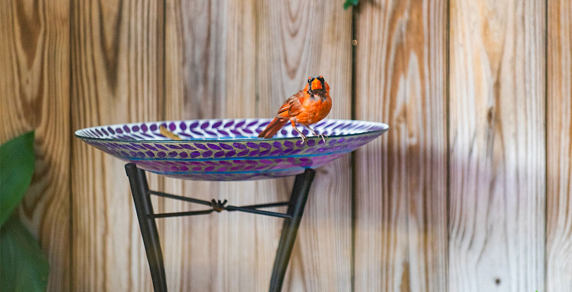 A Northern Cardinal perches on an Audubon birdbath.