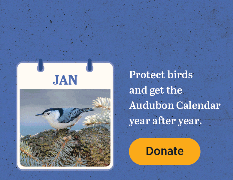 Protect birds and get the Audubon Calendar year after year [Donate]