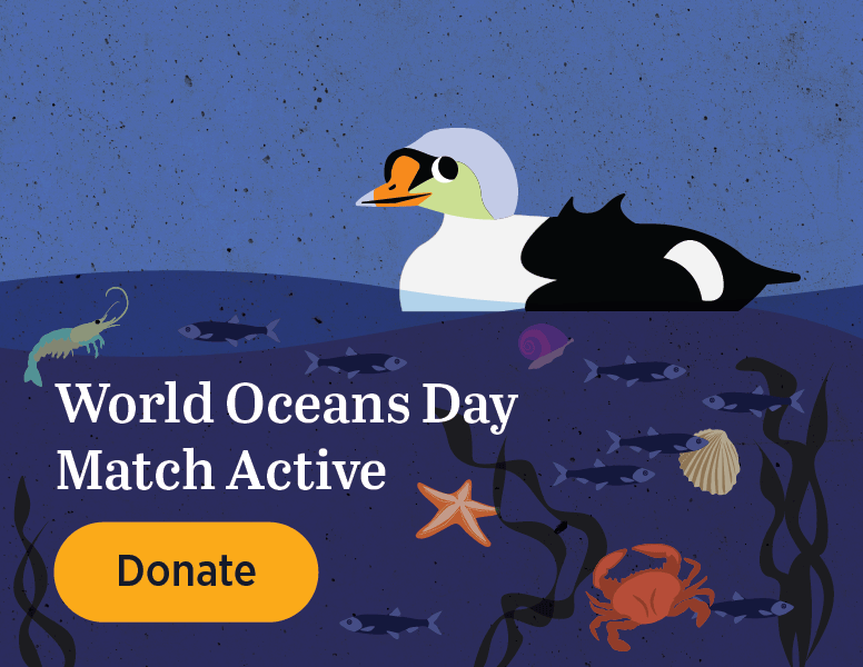 WORLD OCEANS DAY MATCH ACTIVE [Donate]