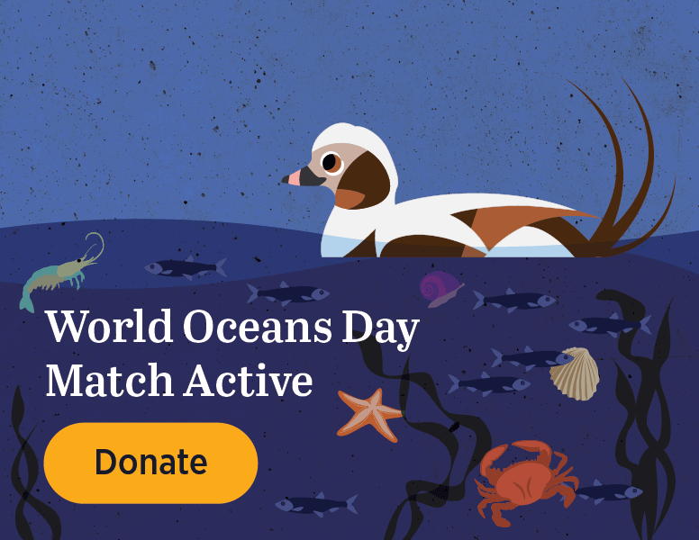 WORLD OCEANS DAY MATCH ACTIVE [Donate]