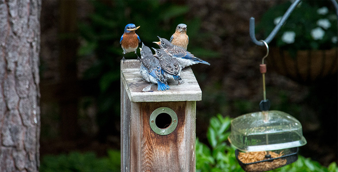 Five Eastern Bluebirds stand on a nest box next to a feeder. Three young bluebirds look to another bluebird that holds food in their beak.