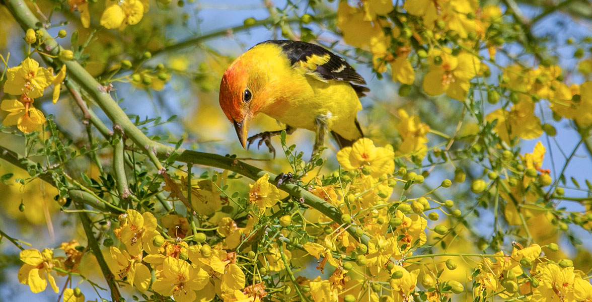 A Western Tanager perches on a branch, blending in with the vibrant blooms around them.
