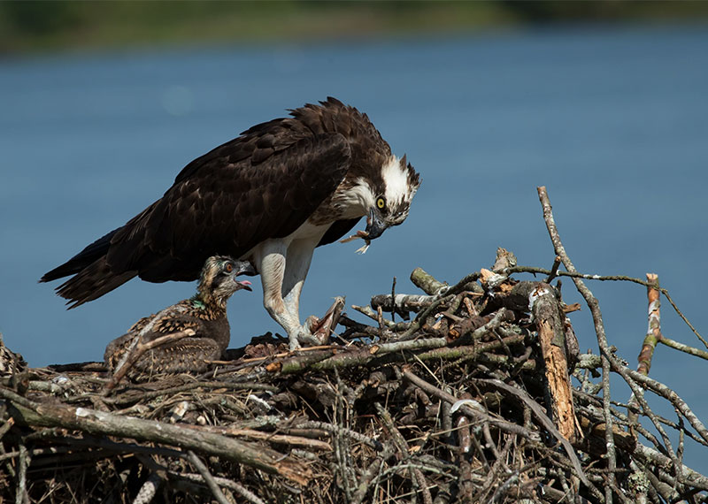 An adult Osprey feeds their young at their nest.