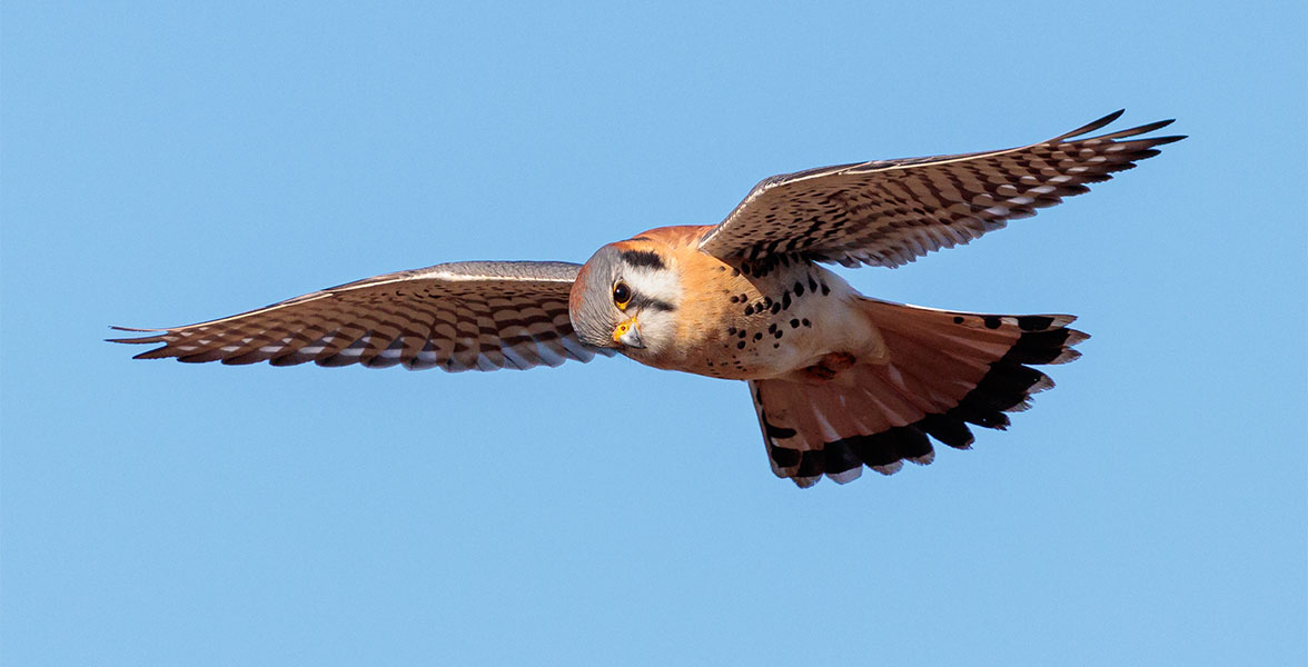 An American Kestrel mid-flight.