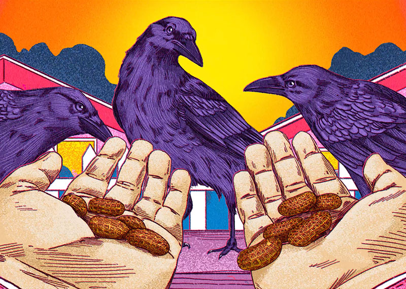 An illustration of hands offering peanuts to a murder of three crows.