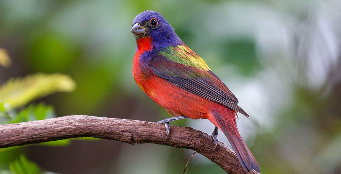 A Painted Bunting perched on a branch.