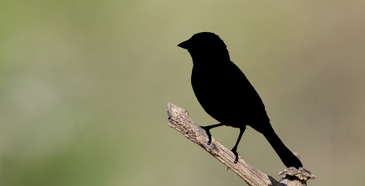 A silhouette of a bird perched on a branch.