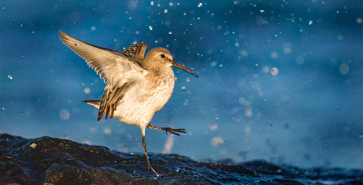 A Dunlin after making a splash. Water droplets fill the air.