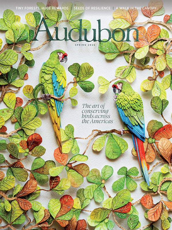 The Spring 2026 Audubon magazine cover featuring a framed paper artwork shows two great green macaws perched on branches