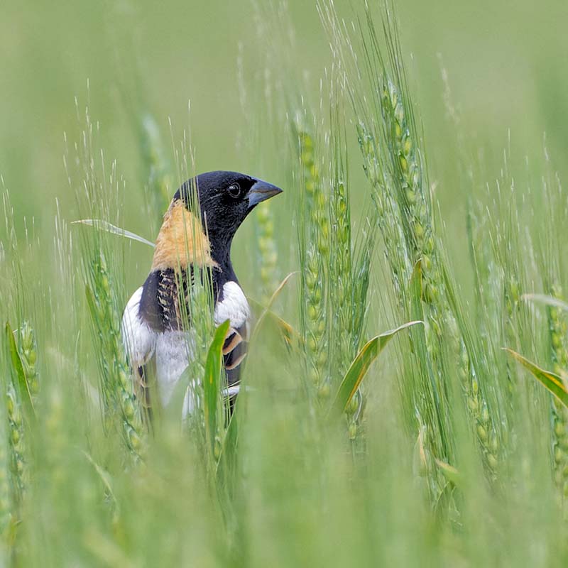Bobolink in a wheat field.