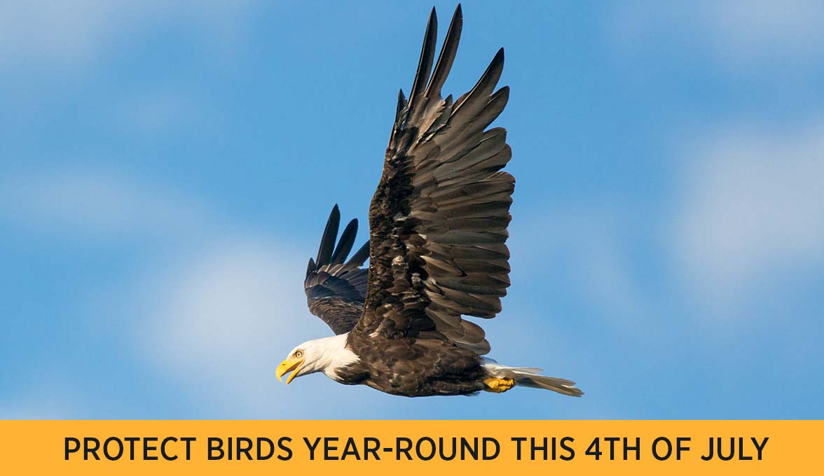 PROTECT BIRDS YEAR-ROUND THIS 4TH OF JULY